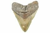 Fossil Megalodon Tooth - North Carolina #365004-1